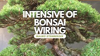 Intensive of Bonsai Wiring [upl. by Regni]