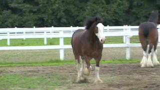 Clydesdale horses [upl. by Obrien876]