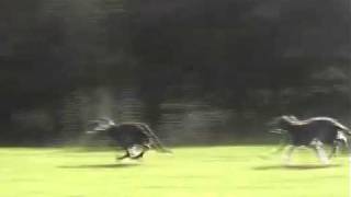 Deerhound Lure Coursing on Fire Hill Perthshire Scotland [upl. by Marlo]