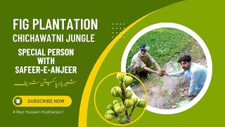 Plantation Drive Anjeer Plant Chichawatni Jungle Historical Forest Fig Fruit is best for Health [upl. by Kevan]