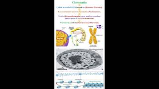 Chromatin Meaning geneticteacher [upl. by Lavona]