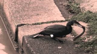 cormorant swallowing huge eel [upl. by Airbas468]