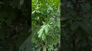 Wrightia tinctoria a medicinal tree of Odisha used [upl. by Teryl]