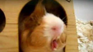 Bobo the guinea pig yawning [upl. by Sophey]