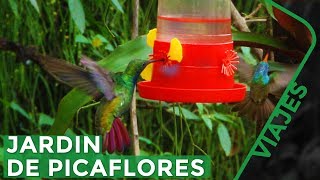 El secreto para atraer Colibríes a tu jardín  Iguazú Misiones [upl. by Asiuol721]