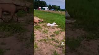 Compilation of myotonic goats fainting when startled [upl. by Burta]