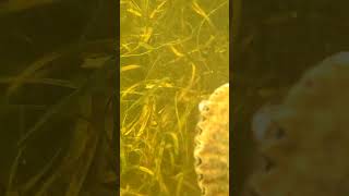 Scalloping in Steinhatchee Florida shorts fishing boating [upl. by Pace873]