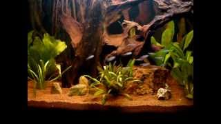 Aquarium Essequibo River  18032012 [upl. by Animahs]