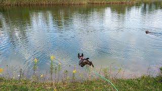 Wirehaired Pointing Griffon A Versatile Sporting Dog [upl. by Galvin]