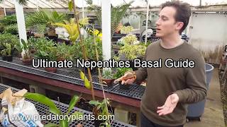 The Ultimate Nepenthes Basal Guide [upl. by Mayap326]