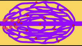 AP2 EXAM 1 PRECAPILLARY SPHINCTERavi [upl. by Dasya]