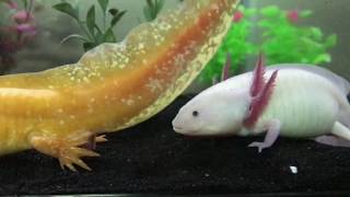 Axolotls breeding [upl. by Tollmann]