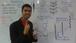 1st year Biology Kingdom Protista Ch 8 Ustilago tritici Life cycle Lec 10 [upl. by Eceined]