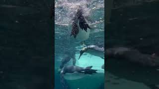 5 Fun Facts About Penguins You Didnt Know funfacts naturelover penguin sealife [upl. by Eylsel]