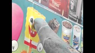 Parrot Catcalls Ice Cream Picture  Sponge Bob [upl. by Demetria393]