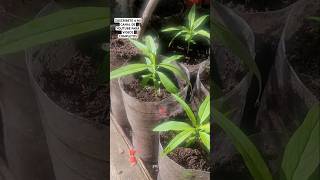 Melocotones y su crecimiento viralvideo plantas jardines jardineando gardening jardineras [upl. by Platus]