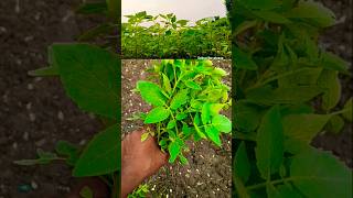 Tamatar 🍅 ka nursery agriculture farming garden nurserylive tomato tomatogarden shorts [upl. by Parry]