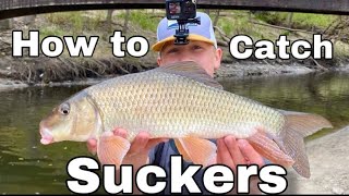 How to Catch Redhorse Sucker Sight Fishing River Fish [upl. by Eitsyrk34]