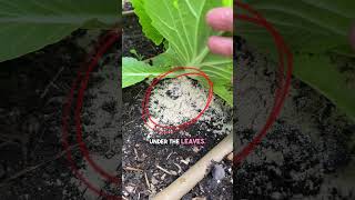 How To Use Diatomaceous Earth For Slugs  Safe and Easy Slug Control [upl. by Amihsat]