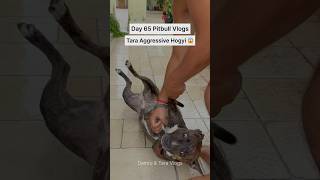 Pitbulldog amp Puppies Daily Vlogs 🐕 shortsfeed dog puppy [upl. by Ignaz]