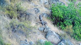 Combate de machos de cabra montés Capra pyrenaica [upl. by Heinrick960]