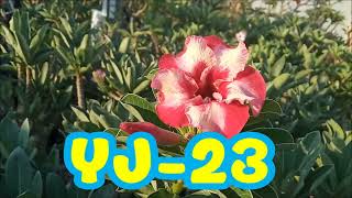 ADENIUM ORIGINAL DARI BIJI  YJ 23DESERT ROSE [upl. by Zap]