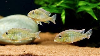 Update on Geophagus Tapajos Red Head Aquarium and Feeding Bloodworms [upl. by Call]