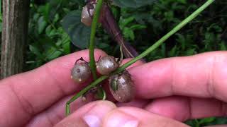 Chinese Yam a useful invasive plant [upl. by Teryn435]