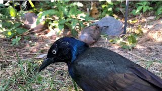 Grackle amp Mourning Dove dove bird birds animals wildlife nature [upl. by Anh]