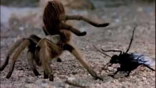 Huge Tarantula Vs Wasp  Fight to the Death [upl. by Brown247]