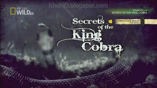 Animal Documentary 2015 Secrets of the King Cobra National Geographic [upl. by Calley]