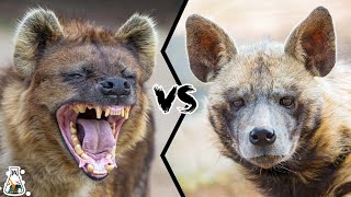 SPOTTED HYENA VS STRIPED HYENA  Who Would Win [upl. by Hamid306]