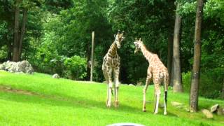 Giraffes Fighting at NC Zoo [upl. by Funk410]