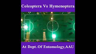 Coleoptera Vs Hymenoptera Dept of Entomology AAUfunny clip😅 [upl. by Aillimat]