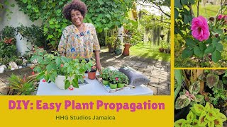 DIY Easy Plant Propagation [upl. by Prior]