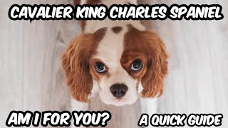 A Fun Guide To Cavalier King Charles Spaniels dog cavaliers doglover [upl. by Darill]