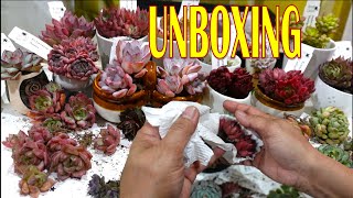 UNBOXING My MOST Colorful amp Beautiful PLANT HAUL Ever  NORAH GARDEN 89 [upl. by Dory]