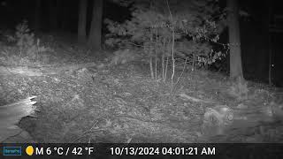 Ashland Trail Cam 101324 Raccoon [upl. by Koh]