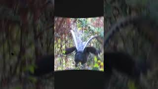 The Lyrebird’s Unbelievable Mimicry Skills  Natures Best Imitator 🎶 factflare [upl. by Arymahs299]