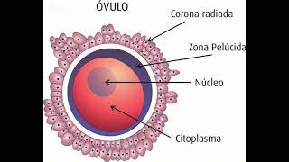 Óvulo y Espermatozoide [upl. by Siuraj]