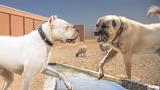 Dogo Argentino VS Turkish Kangal [upl. by Leuqar587]