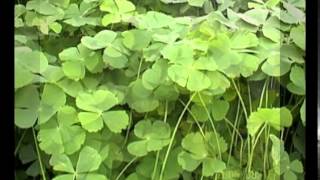 marsilea crenata plant [upl. by Baugh]