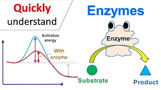 Enzymes [upl. by Hnao752]