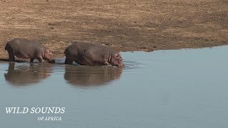 Short Nature Sound Video – Letaba River Sounds – Kruger National Park [upl. by Yliak933]