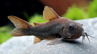 Corydoras Catfish The Peaceful Bottom Dwellers of the Aquarium [upl. by Refinnej598]