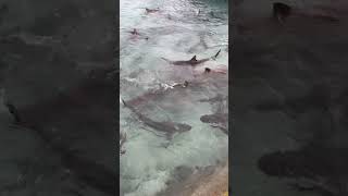 Feeding Reef Sharks at Ellaidhoo Resort by Cinnamon Maldives [upl. by Delbert600]