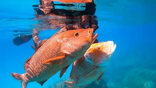 Spearfishing GIANTS  Red Emperor amp Mangrove Jack On The Great Barrier Reef [upl. by Archambault]