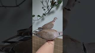 2 Super friendly Wild Ringneck Doves available for sale [upl. by Ecirum]