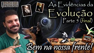 As Evidências da Evolução 5  Bem na nossa frente [upl. by Yadnus729]