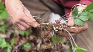 Crinkle Root Cardamine diphylla [upl. by Kirst243]